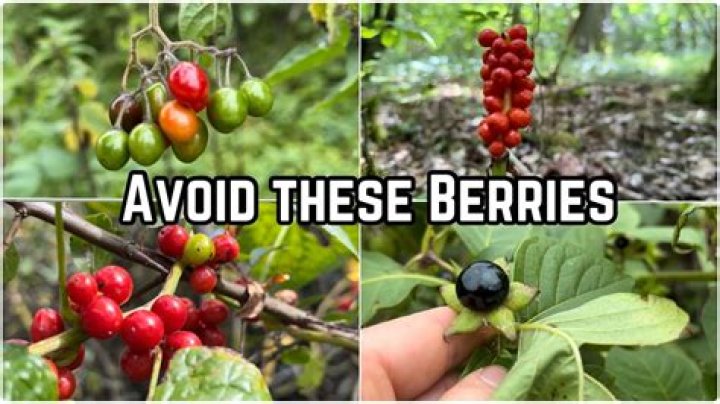Are berries on yews poisonous?