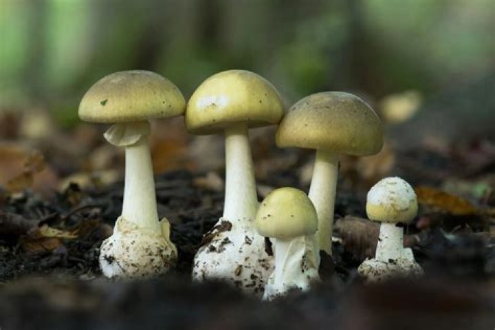 Are brown cap mushrooms poisonous?