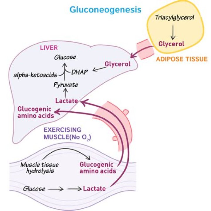 Are fatty acids substrates for gluconeogenesis?
