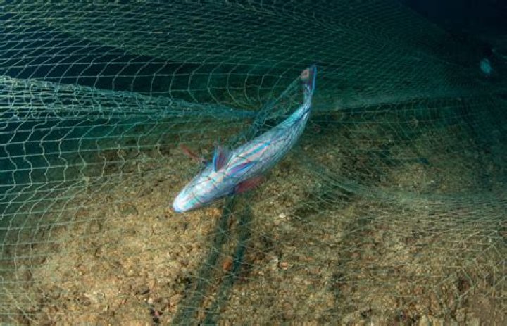 Are gill nets legal in Australia?
