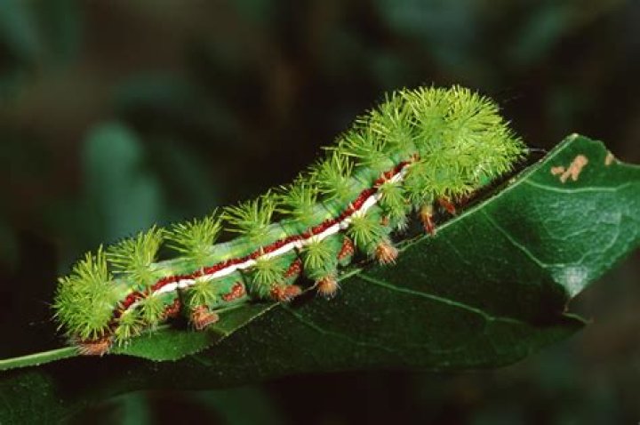Are green caterpillars with spikes poisonous?