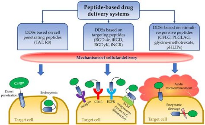 Are peptides regulated by FDA?