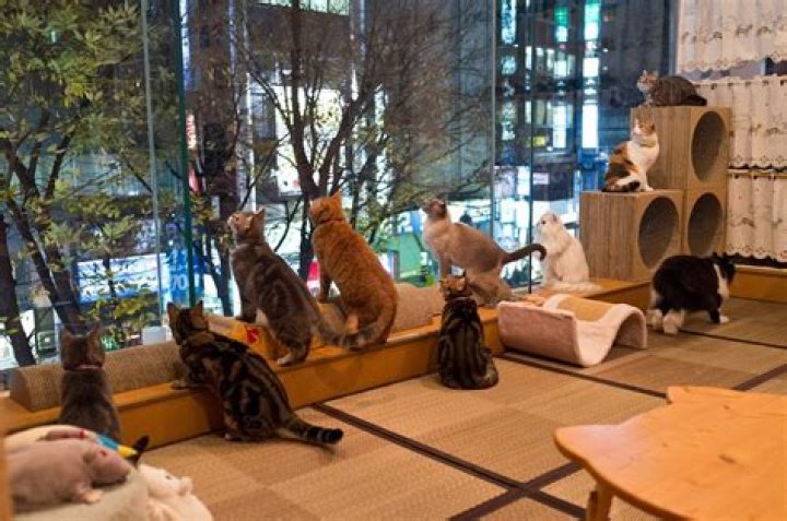 Are there cat cafes in Japan?