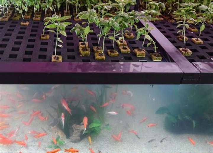 Are there grants for aquaponics?