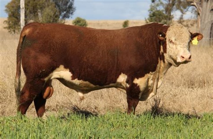 Are there Hereford cattle in Texas?