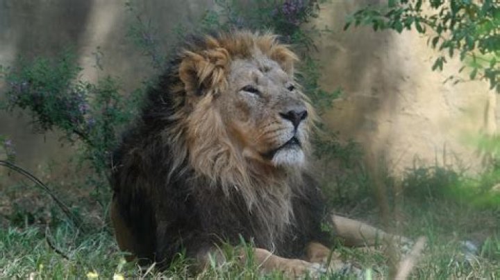 Are there lions at Columbus Zoo?