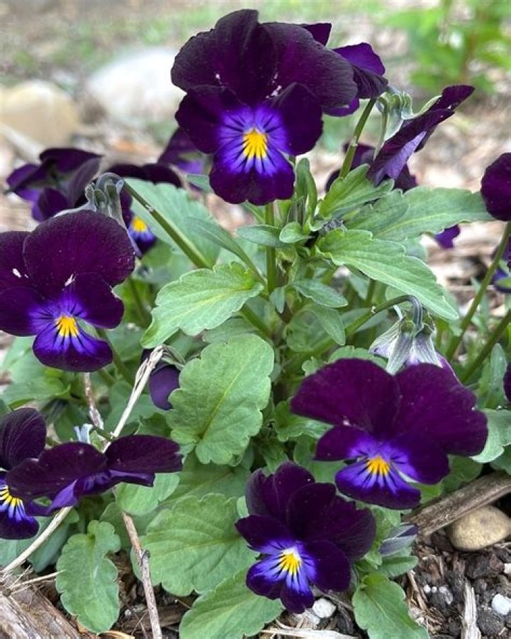 Are violas invasive?