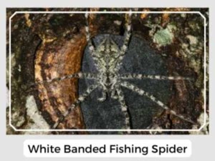 Are white banded fishing spiders venomous?