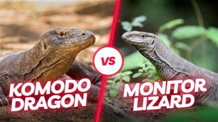 Can a monitor lizard kill a dog?
