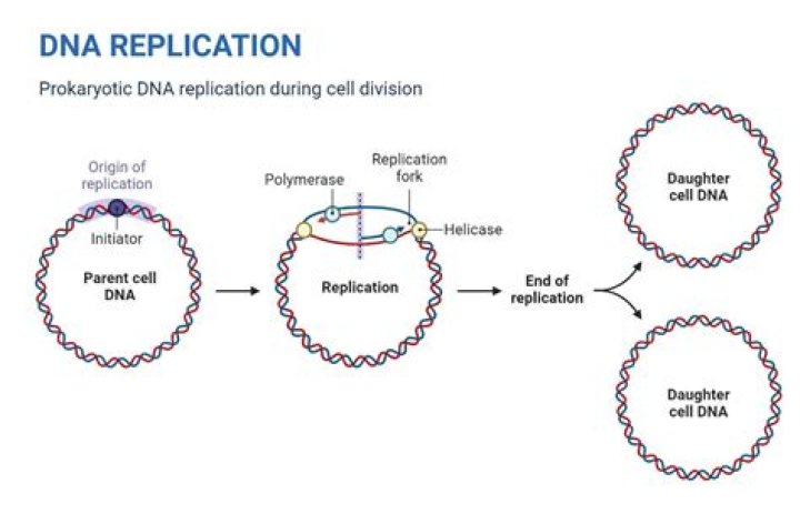 Can cell self replicate?