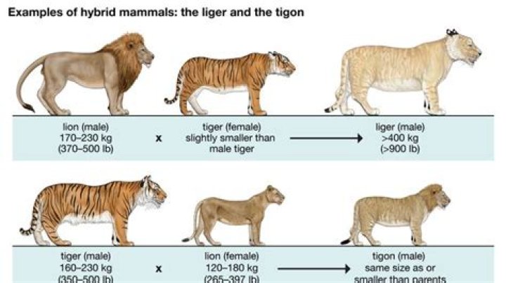 Can lions breed with tigers?