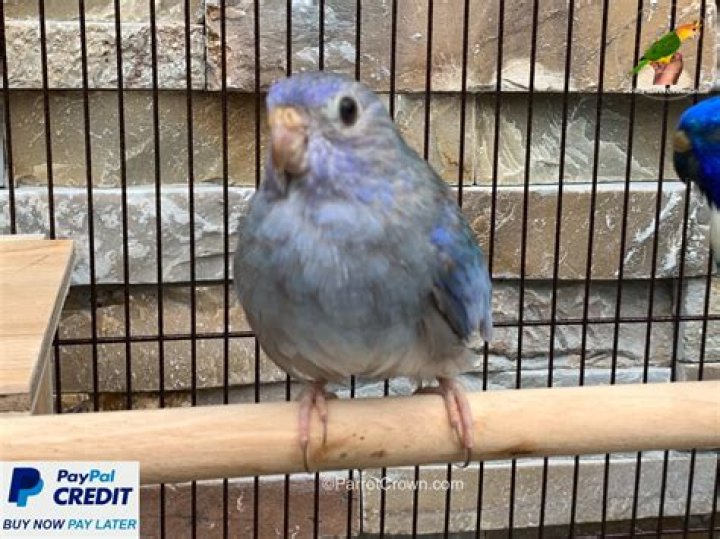 Can scarlet chested parrots talk?