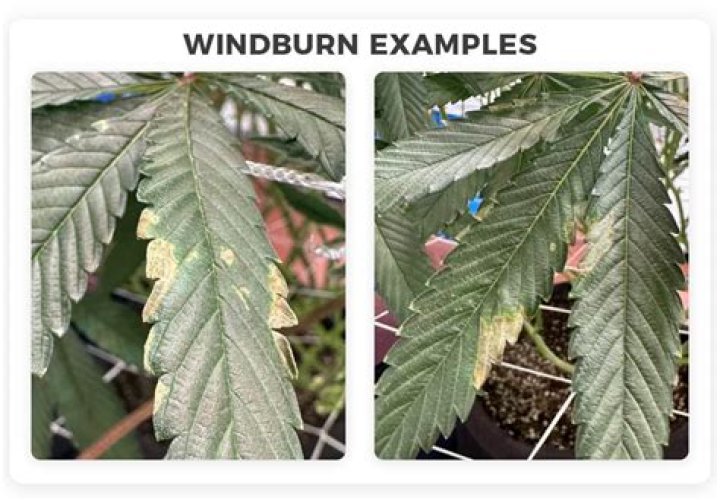 Can wind damage marijuana plants?
