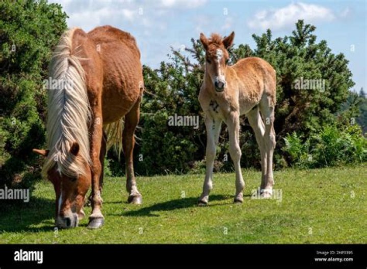 Can you buy New Forest ponies?