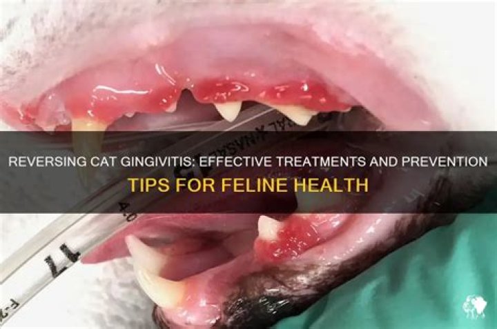 Can you reverse cat gingivitis?