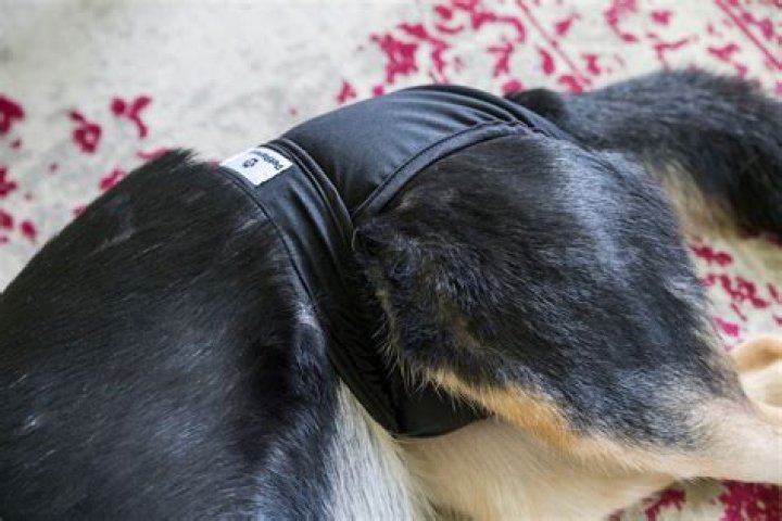 Can you use baby diapers on dogs?