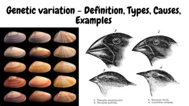 Could artificial selection occur if there were no inherited variations?