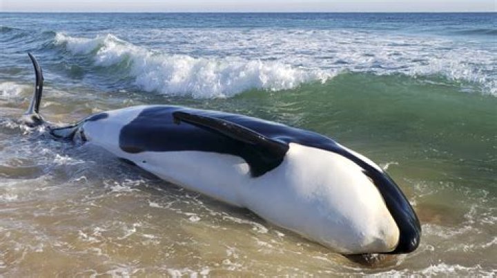 Did they use real killer whales in Free Willy?