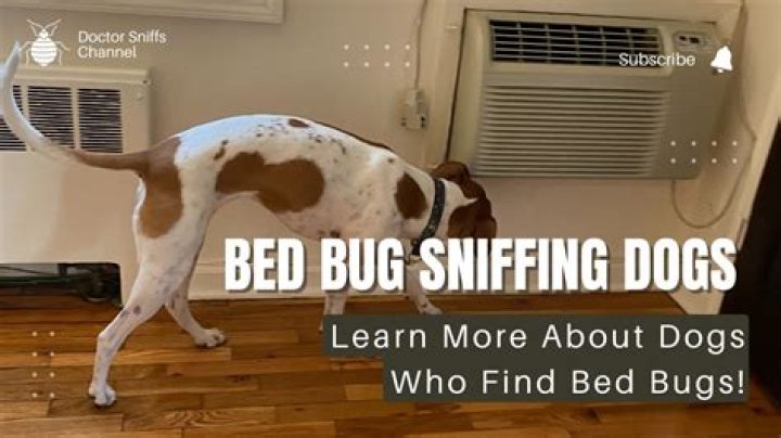Do bed bug sniffing dogs really work?