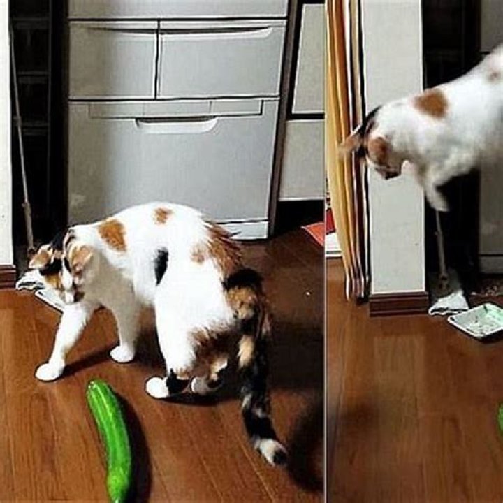 Do cats like to eat cucumbers?