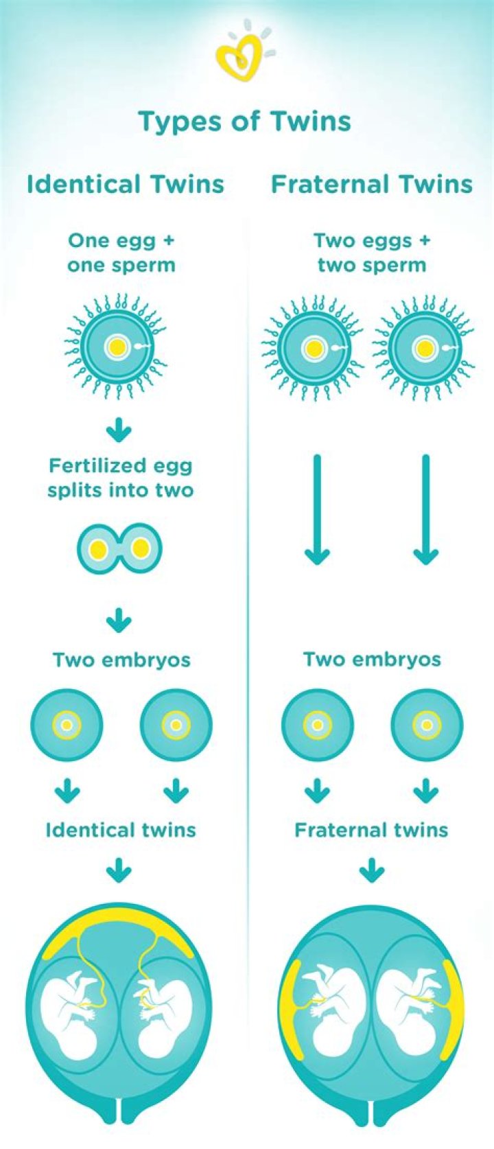 Do identical twins come early?