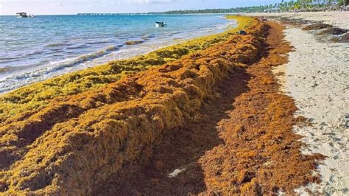 Does Mexico still have a seaweed problem?
