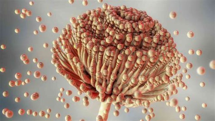 Does micafungin treat Aspergillus?