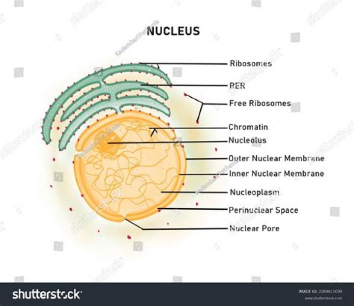 Does the nucleus have mass?