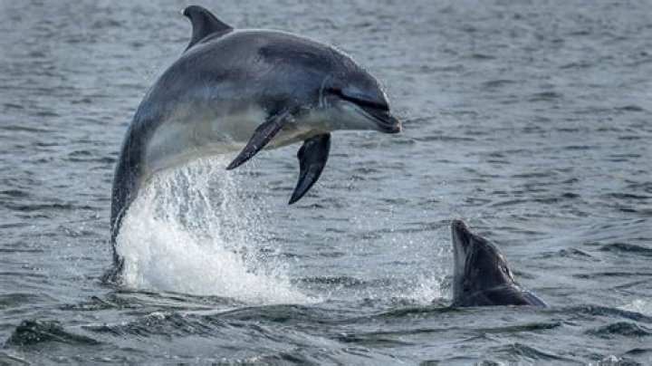 How are bottlenose dolphins protected?