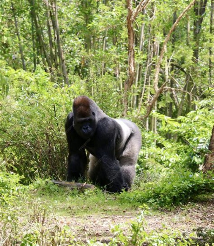 How are humans harming Cross River gorillas?