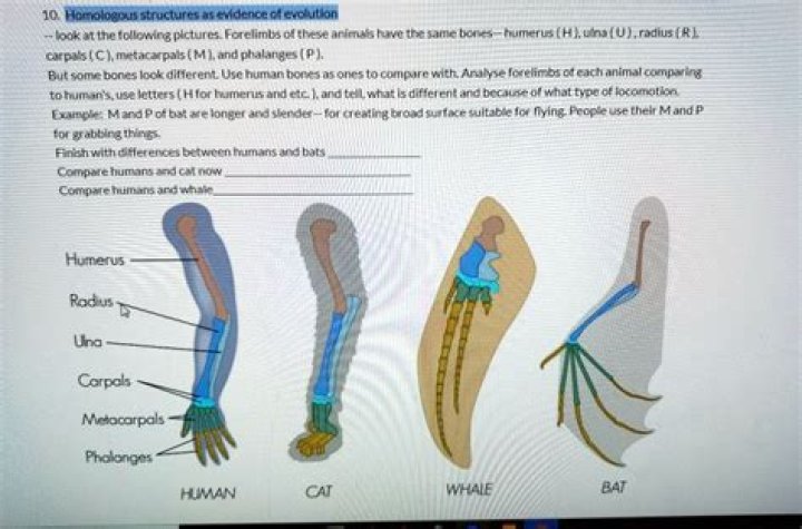 How are the forelimbs of a bat and human similar?