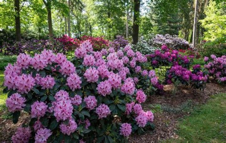 How big do autumn azaleas get?