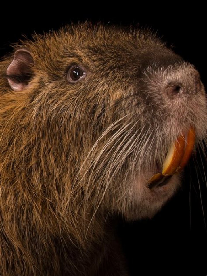 How big do nutria rats grow?