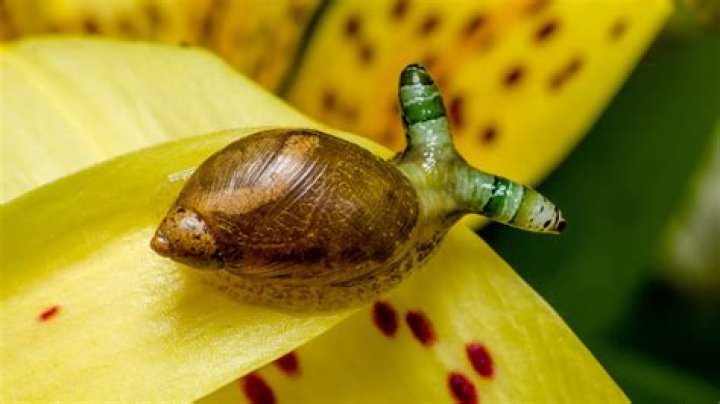 How big do Spixi snails get?