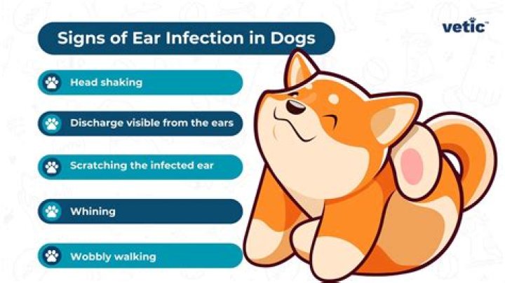 How can I get rid of my dogs ear infection without going to the vet?
