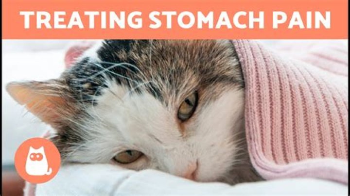 How can I help my cat with mental illness?
