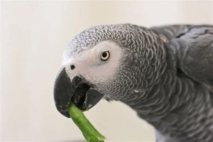 How did Alex the African GREY parrot died?