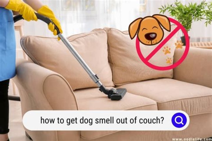 How do I get cat urine smell out of my couch?