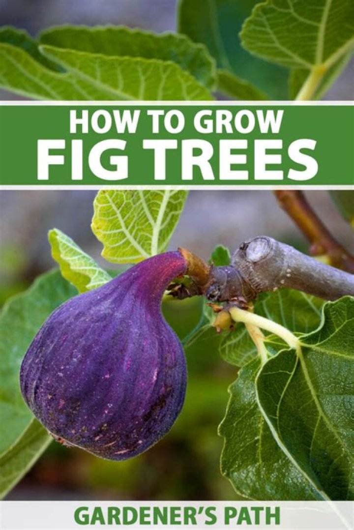 How do I get my fig tree to produce fruit?