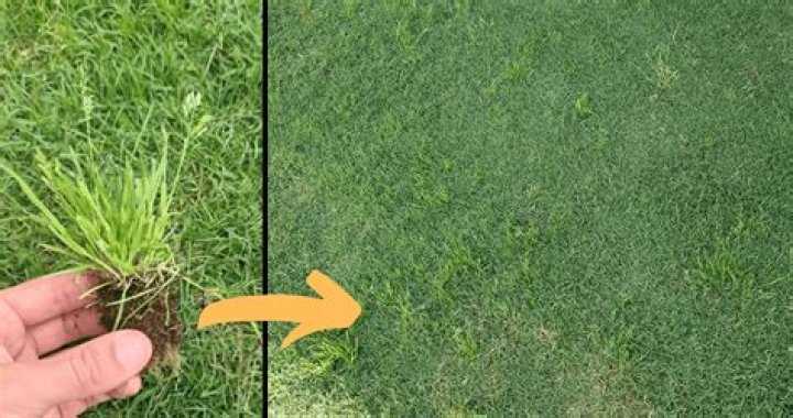 How do I get rid of couch grass in my lawn?