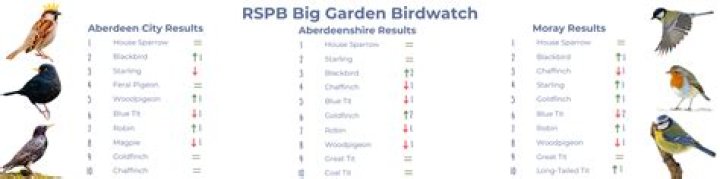 How do I submit my RSPB Birdwatch results?