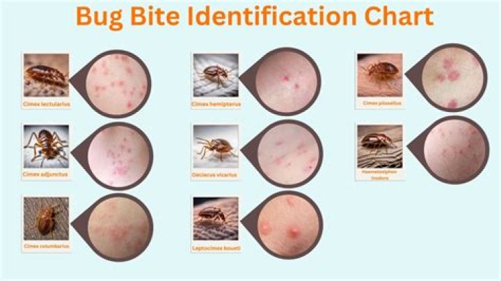 How do I use Google to identify a bug?