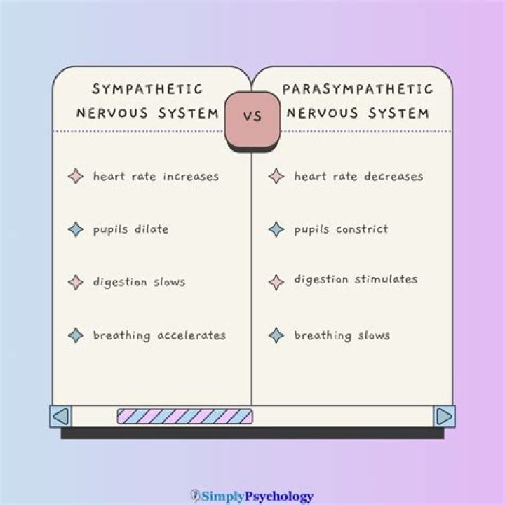 How do you breathe with the parasympathetic nervous system?