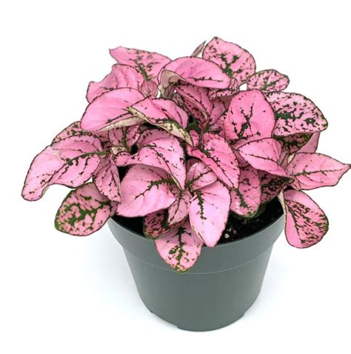 How do you care for a pink splash plant?