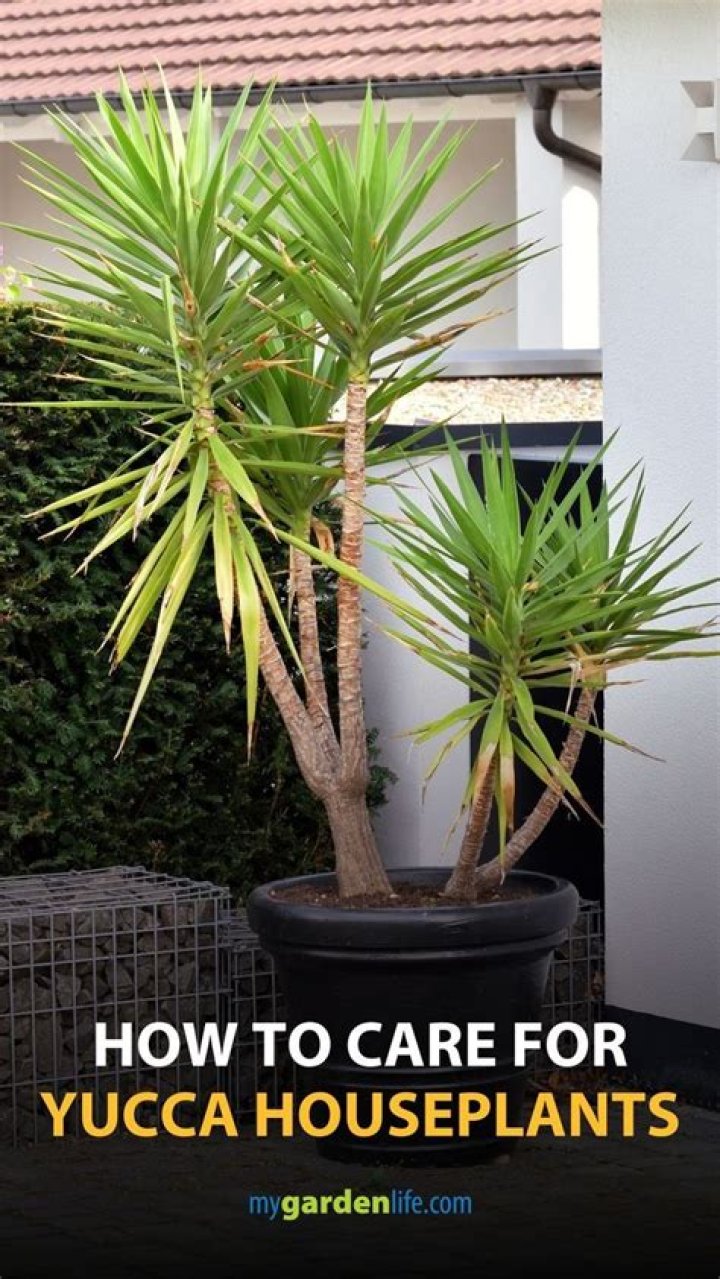 How do you care for a Yucca rostrata plant?