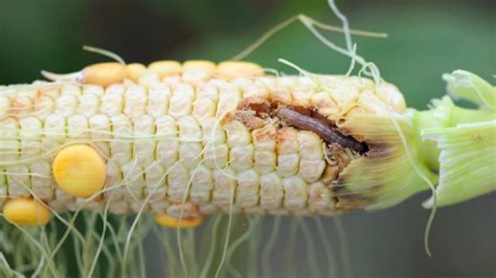 How do you control corn earworms organically?