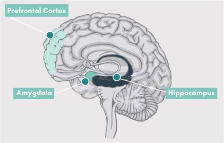 How do you dissect hippocampus from rat brain?