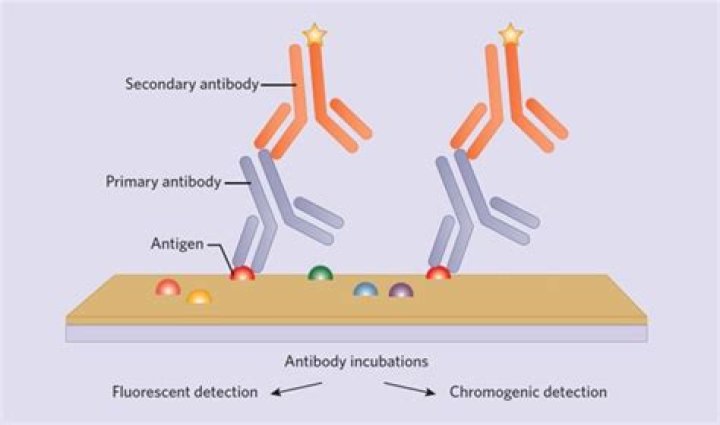 How do you get antigen retrieval?