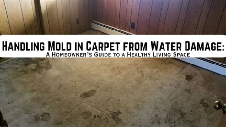 How do you get rid of mold from water damage?
