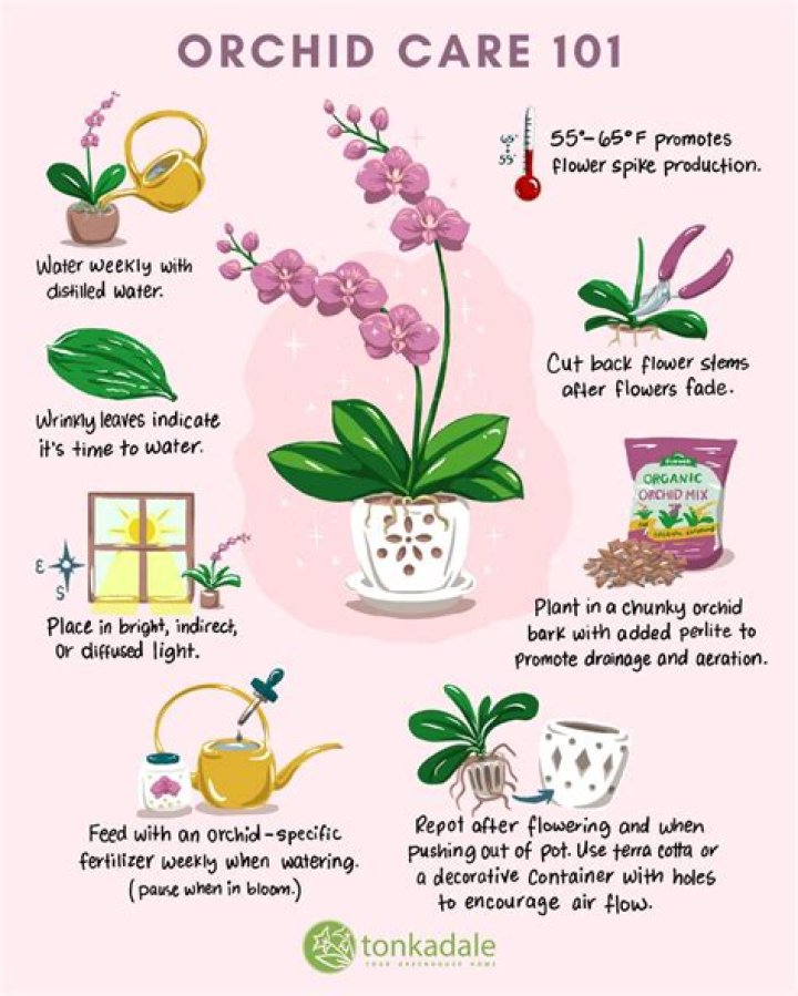 How do you take care of sweetheart roses?
